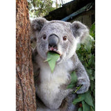 Diamond Painting Kit - Koala - Full Coverage, Square or Round Drill - Multiple Sizes - Poured Glue - Diamond Pixels Australia