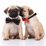 Puggy Love Diamond Painting Kit