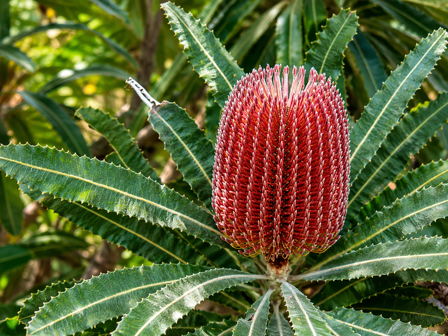 Banksia's Bold Display Diamond Painting Kit