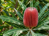 Banksia's Bold Display Diamond Painting Kit