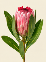 Protea Majesty Diamond Painting Kit
