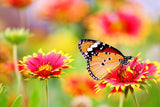 Butterfly and Flower