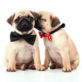 Two pug puppies with bow ties, one whispering to the other. Size - 50cm x 50cm