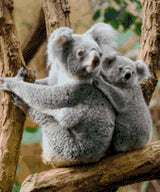 Mother koala and joey clinging to a tree branch. Size - 50cm x 60cm