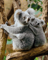 Mother koala and joey clinging to a tree branch. Size - 80cm x 100cm