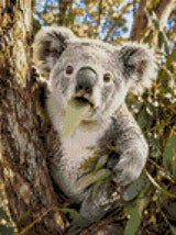 Koala munching on a eucalyptus leaf in a tree. Size - 30cm x 40cm