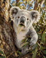 Koala munching on a eucalyptus leaf in a tree. Size - 40cm x 50cm