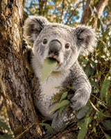 Koala munching on a eucalyptus leaf in a tree. Size - 40cm x 50cm