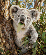 Koala munching on a eucalyptus leaf in a tree. Size - 50cm x 60cm