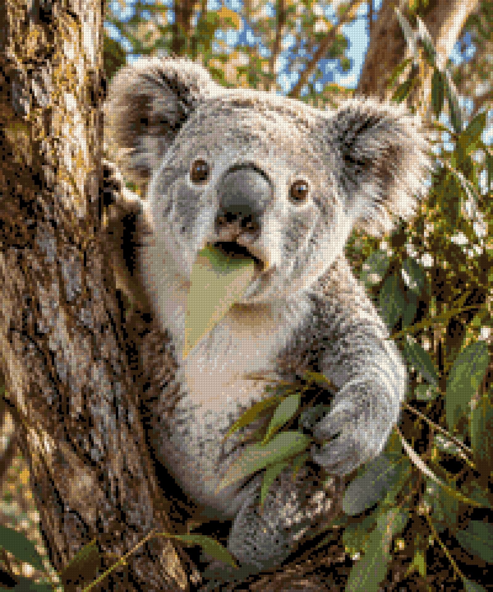 Koala munching on a eucalyptus leaf in a tree. Size - 50cm x 60cm