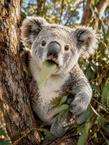 Koala munching on a eucalyptus leaf in a tree. Size - 60cm x 80cm