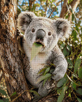 Koala munching on a eucalyptus leaf in a tree. Size - 80cm x 100cm