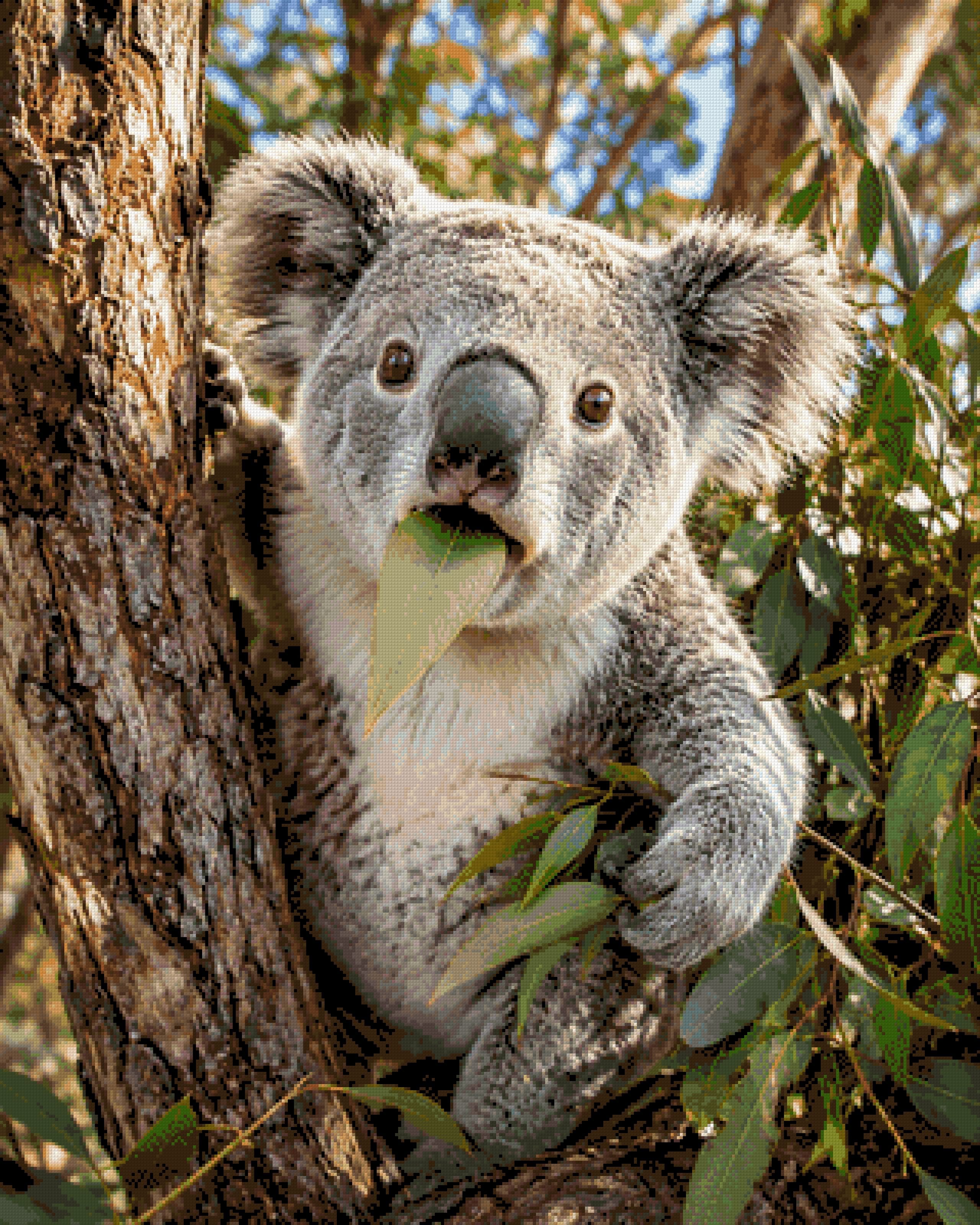 Koala munching on a eucalyptus leaf in a tree. Size - 80cm x 100cm