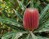 A vibrant red banksia flower with green leaves in a garden setting. Size - 100cm x 80cm