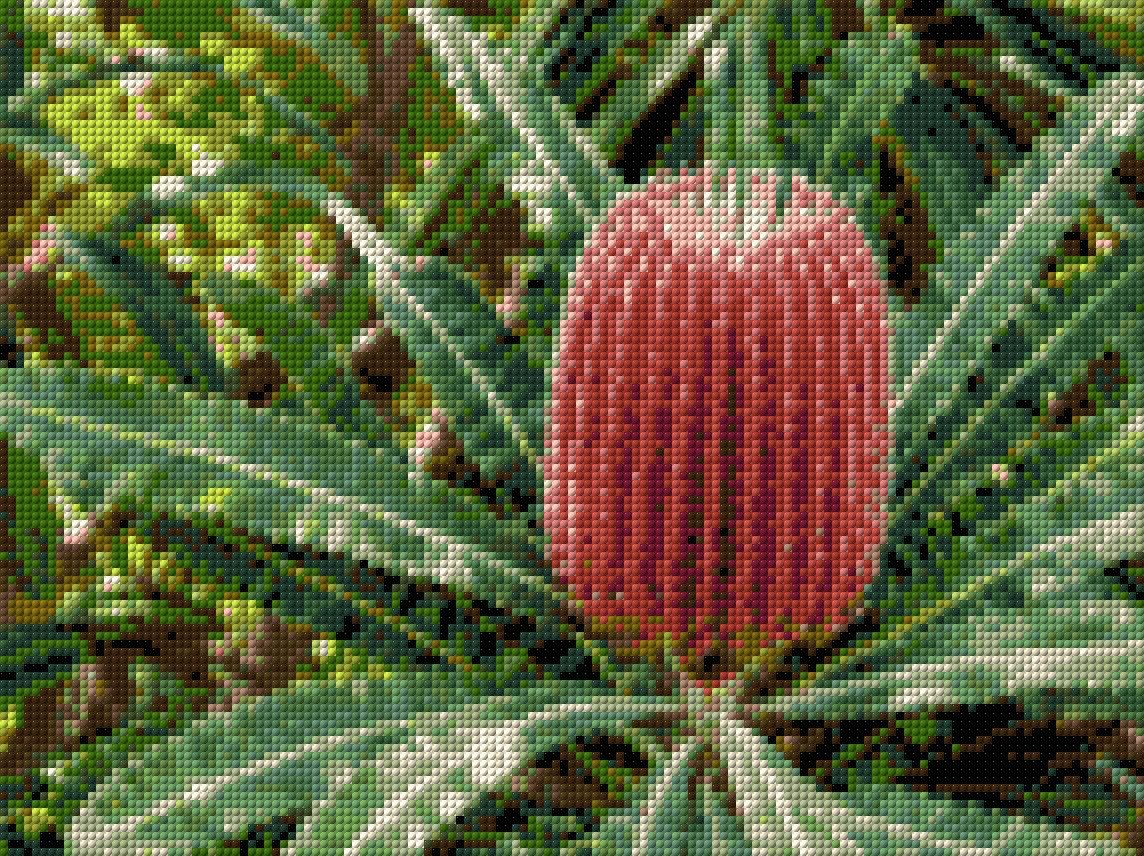 A vibrant red banksia flower with green leaves in a garden setting. Size - 40cm x 30cm