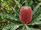 A vibrant red banksia flower with green leaves in a garden setting. Size - 40cm x 30cm