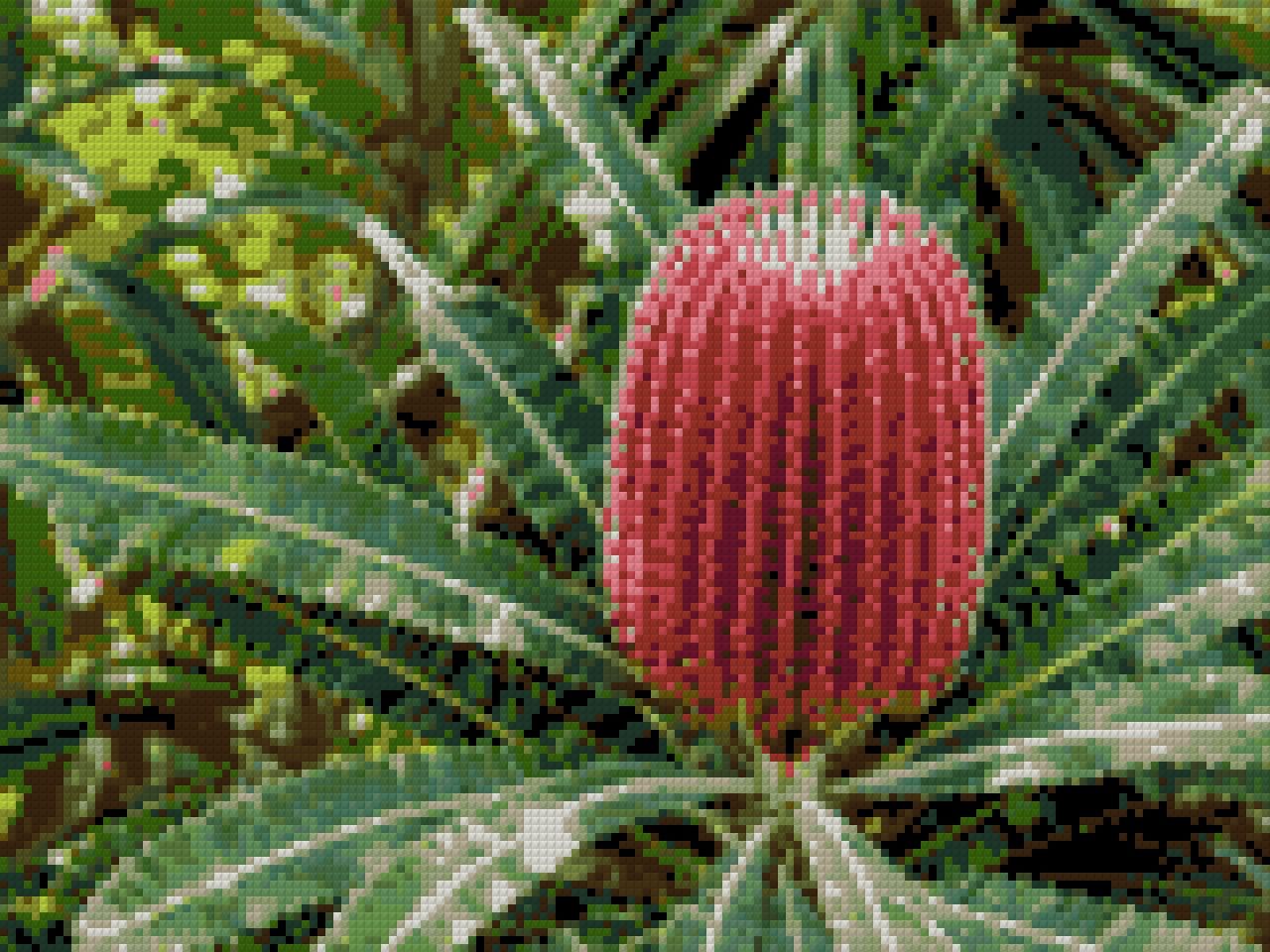 A vibrant red banksia flower with green leaves in a garden setting. Size - 40cm x 30cm