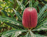 A vibrant red banksia flower with green leaves in a garden setting. Size - 50cm x 40cm