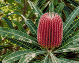 A vibrant red banksia flower with green leaves in a garden setting. Size - 50cm x 40cm
