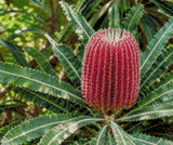 A vibrant red banksia flower with green leaves in a garden setting. Size - 60cm x 50cm