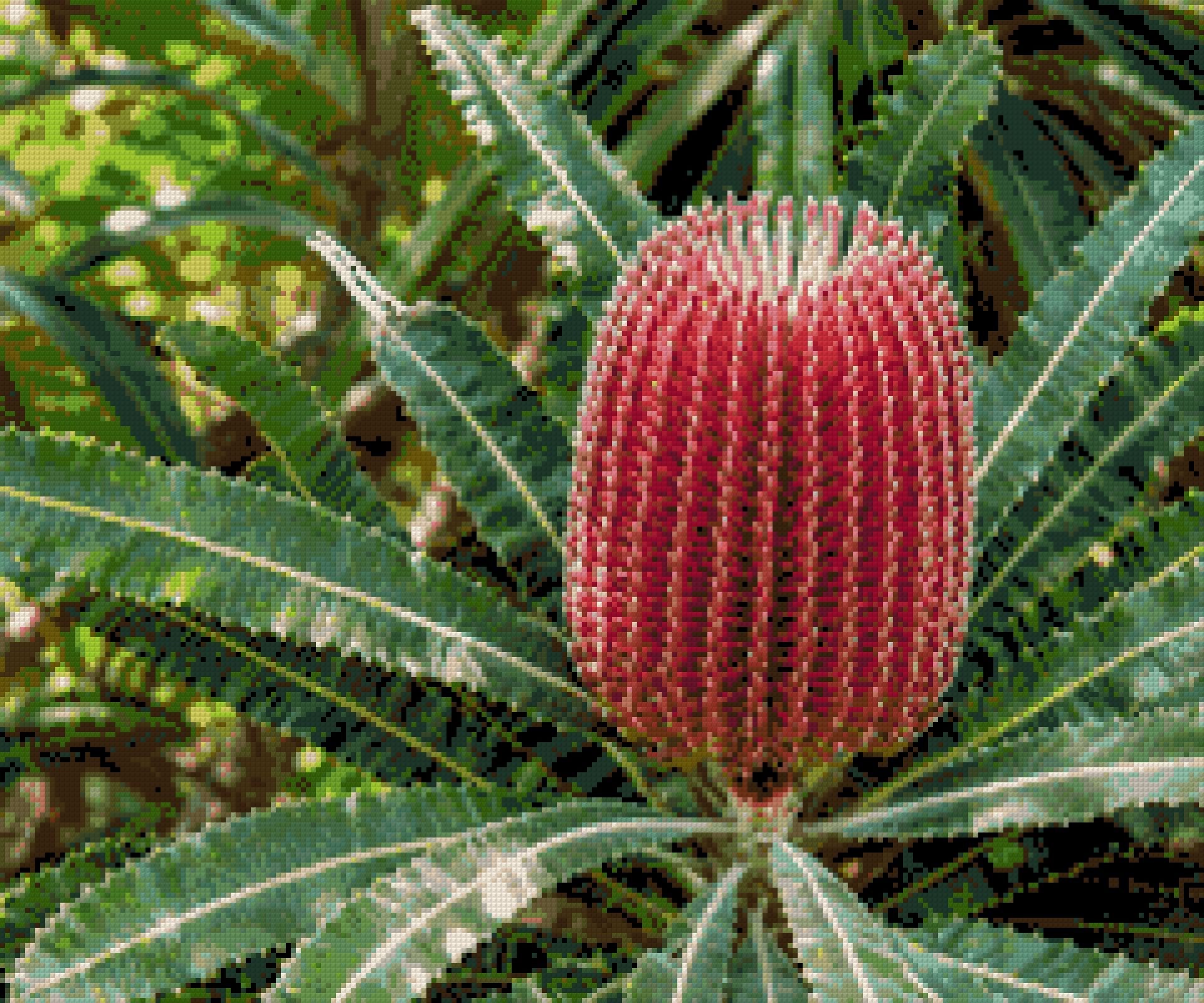 A vibrant red banksia flower with green leaves in a garden setting. Size - 60cm x 50cm