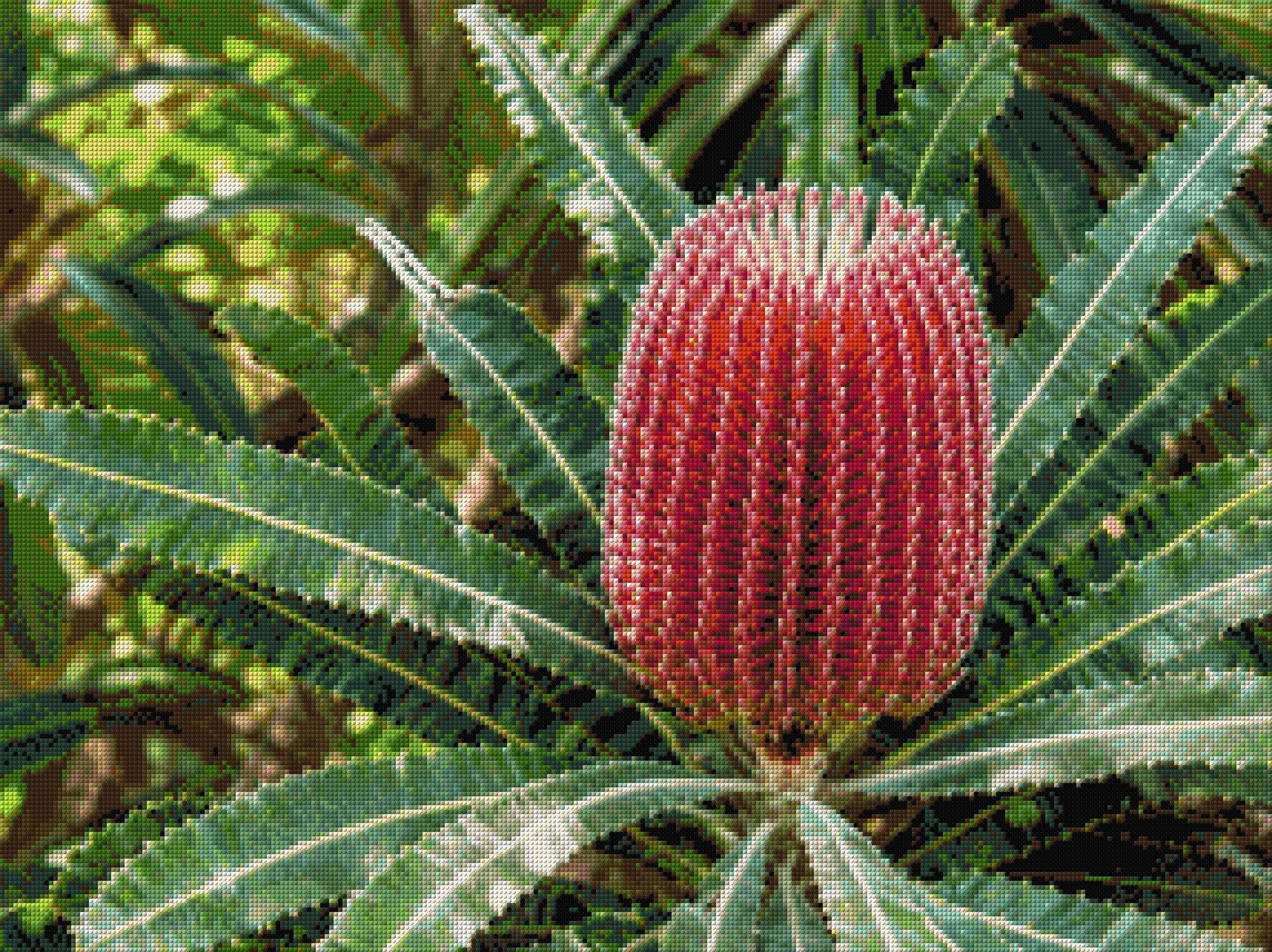 A vibrant red banksia flower with green leaves in a garden setting. Size - 80cm x 60cm