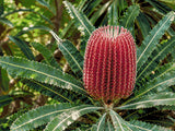A vibrant red banksia flower with green leaves in a garden setting. Size - 80cm x 60cm