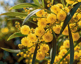 Yellow wattle flowers with green leaves in sunlight. Size - 100cm x 80cm