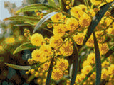 Yellow wattle flowers with green leaves in sunlight. Size - 40cm x 30cm