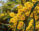 Yellow wattle flowers with green leaves in sunlight. Size - 50cm x 40cm