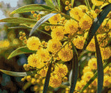 Yellow wattle flowers with green leaves in sunlight. Size - 60cm x 50cm