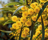 Yellow wattle flowers with green leaves in sunlight. Size - 60cm x 50cm