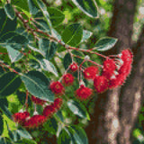 Eucalyptus branch with red blossoms and green leaves in sunlight. Size - 30cm x 30cm