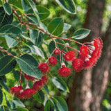 Eucalyptus branch with red blossoms and green leaves in sunlight. Size - 50cm x 50cm