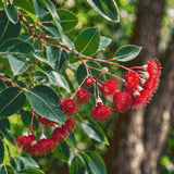 Eucalyptus branch with red blossoms and green leaves in sunlight. Size - 60cm x 60cm