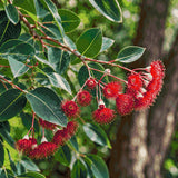Eucalyptus branch with red blossoms and green leaves in sunlight. Size - 80cm x 80cm