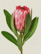 A single pink protea flower with green leaves on a light background. Size - 30cm x 40cm