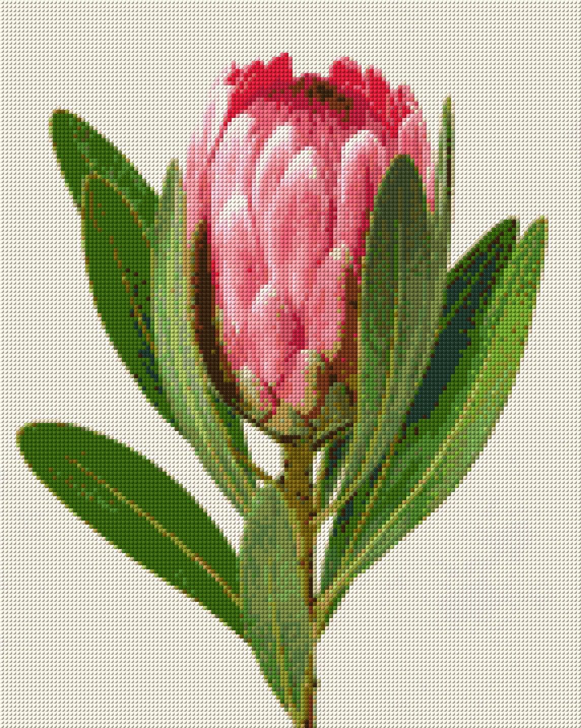 A single pink protea flower with green leaves on a light background. Size - 40cm x 50cm