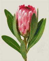 A single pink protea flower with green leaves on a light background. Size - 40cm x 50cm