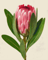 A single pink protea flower with green leaves on a light background. Size - 40cm x 50cm