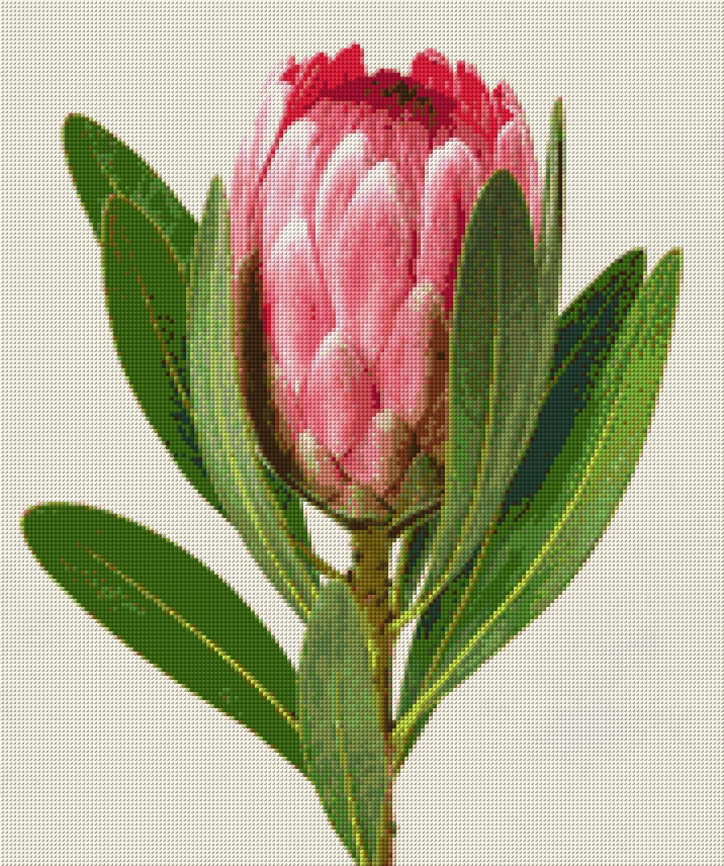 A single pink protea flower with green leaves on a light background. Size - 50cm x 60cm