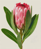 A single pink protea flower with green leaves on a light background. Size - 50cm x 60cm
