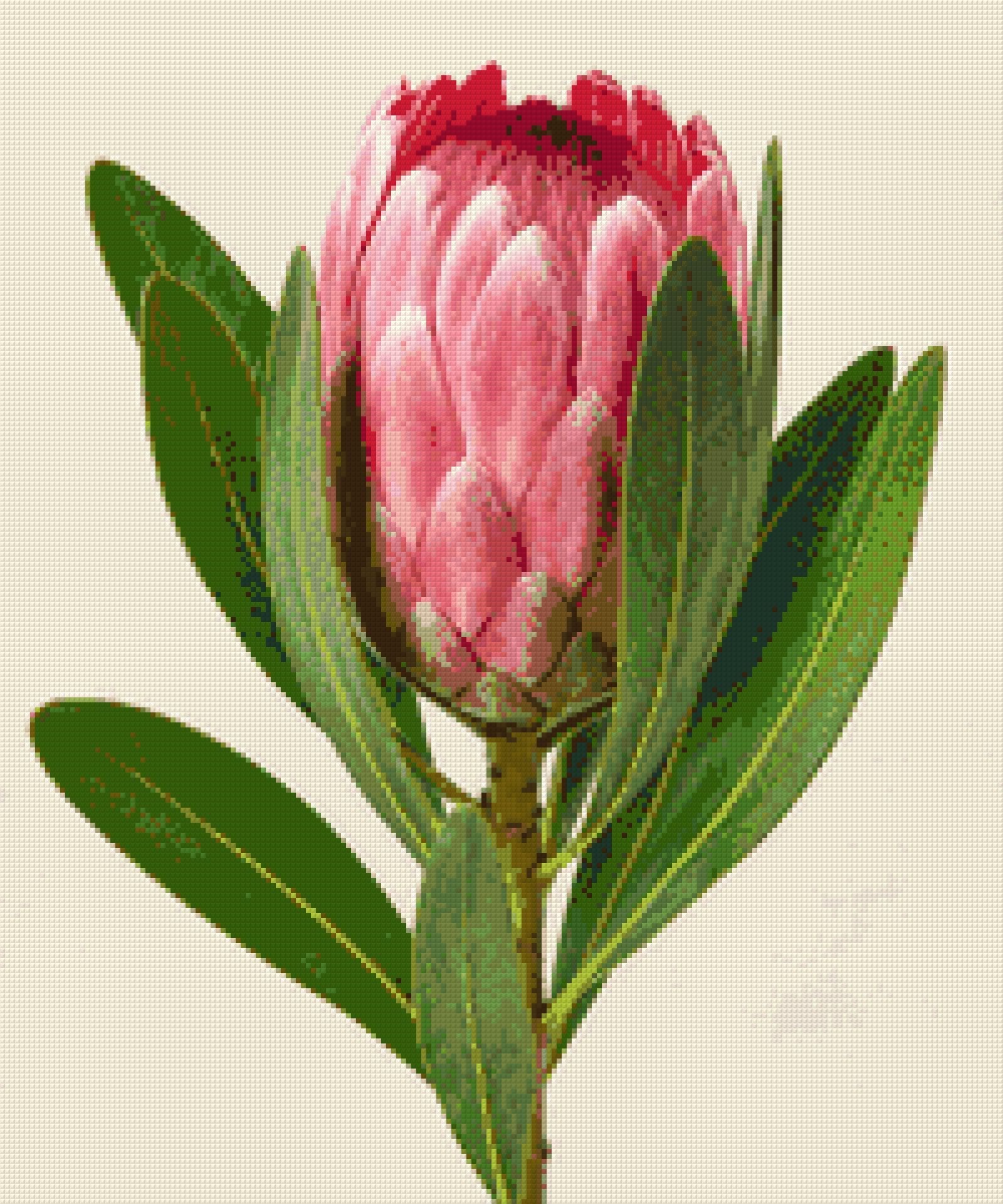 A single pink protea flower with green leaves on a light background. Size - 50cm x 60cm