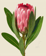 A single pink protea flower with green leaves on a light background. Size - 50cm x 60cm