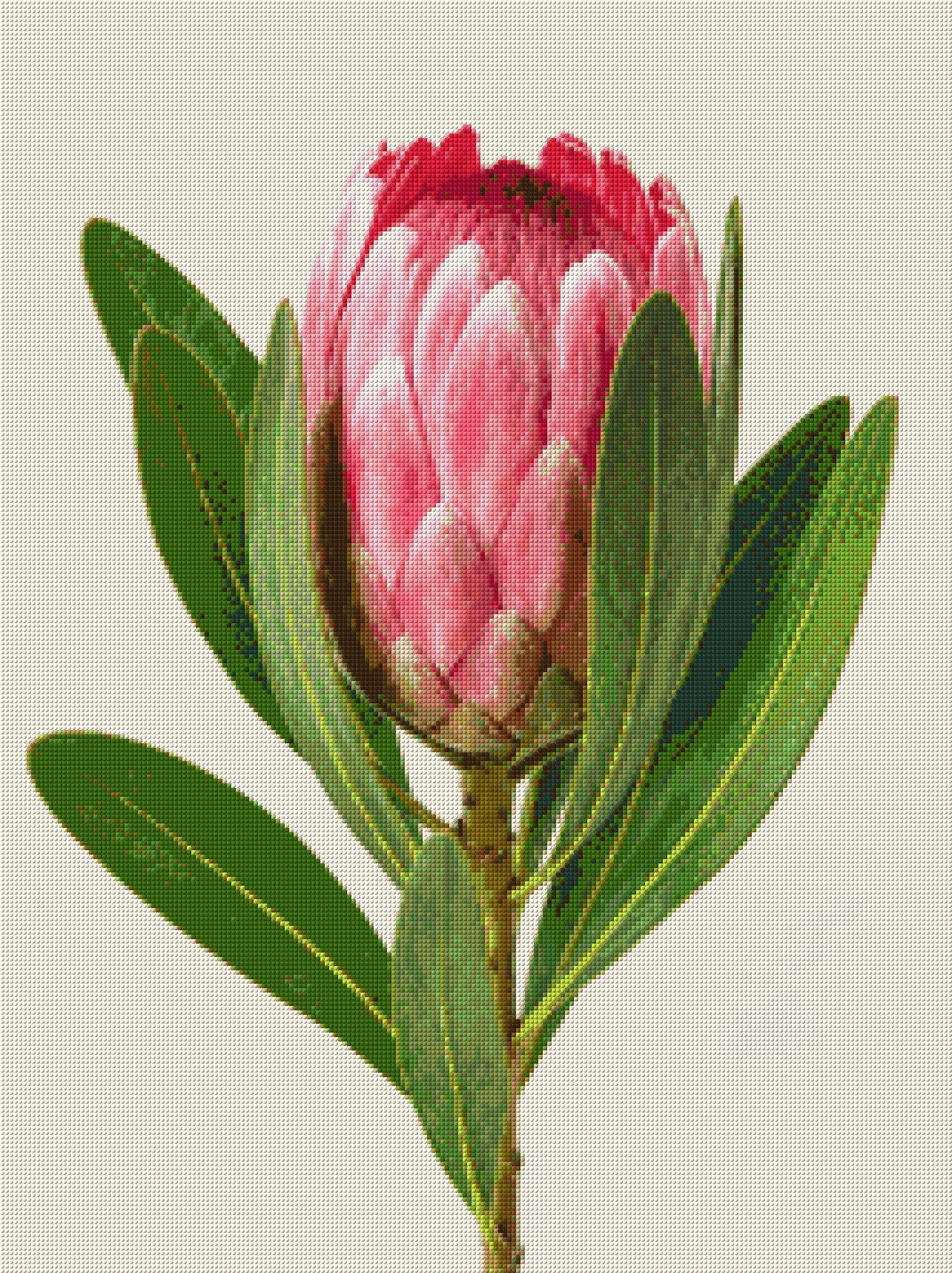 A single pink protea flower with green leaves on a light background. Size - 60cm x 80cm