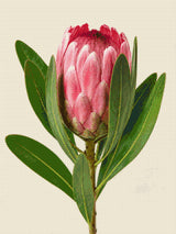A single pink protea flower with green leaves on a light background. Size - 60cm x 80cm