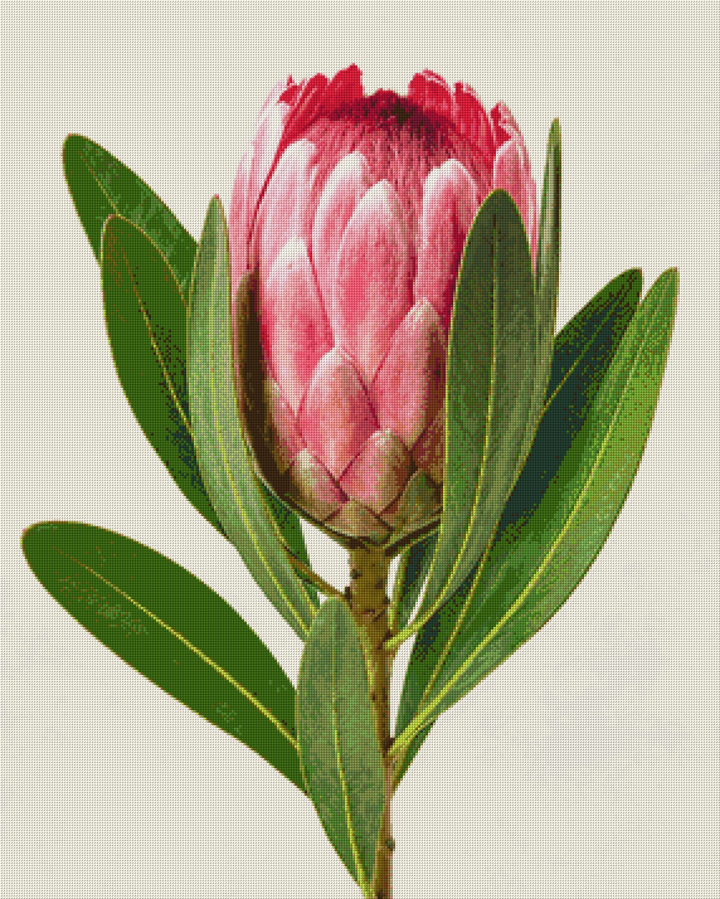 A single pink protea flower with green leaves on a light background. Size - 80cm x 100cm