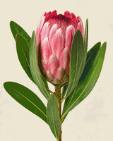 A single pink protea flower with green leaves on a light background. Size - 80cm x 100cm