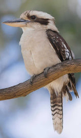 A kookaburra perched on a tree branch, facing sideways with feathers fluffed and eyes alert.