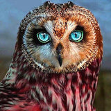 Diamond Painting Kit - Owl - Full Coverage, Square or Round Drill - Multiple Sizes - Poured Glue - Diamond Pixels Australia